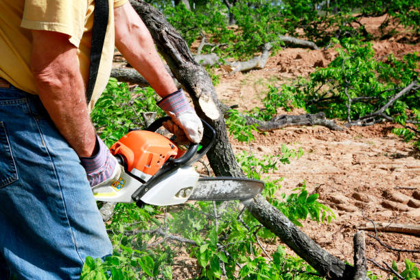 How Our Tree Care Process Works  in  Somonauk, IL