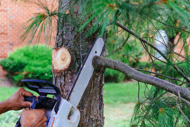 Best Tree Disease Treatment  in Somonauk, IL